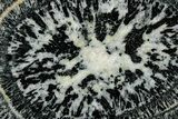 Polished Orbicular Granite Section - Western Australia #353173-1